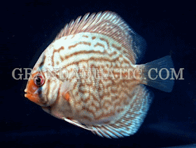 discus freshwater fish for sale