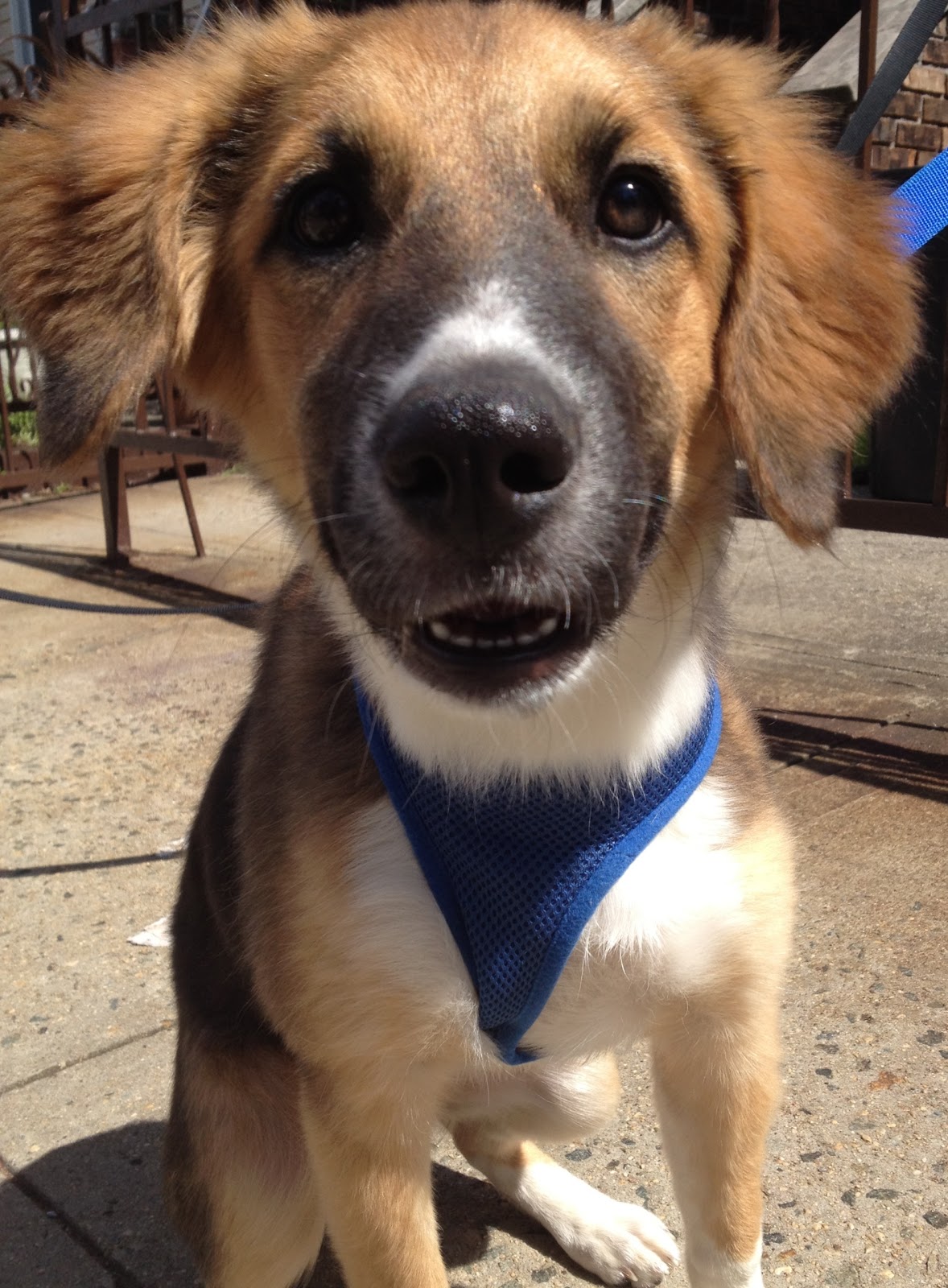 Jason The Dog Walker and Company. Contact Us