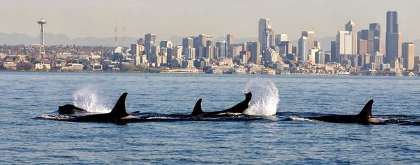 Orcas put on show as ferry transports tribal artifacts to Bainbridge Island