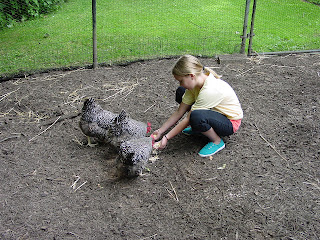 A young girl feeds three black and white chickens in Pittsburgh