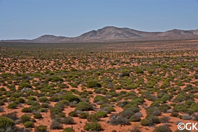 Namaqualand - unwirtliches Wüstenland