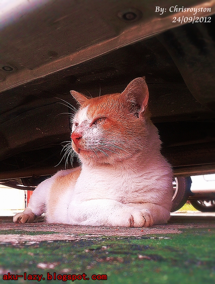 AKU MALAS: Komik kucing liar + Gambar (Kucing yang merempat di luar