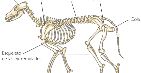 Un Lugar Para Descubrir: Los Animales
