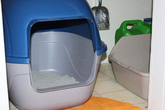 Litter Box Downstairs Cat Going To The Bathroom Upstairs Litter Box Downstairs Cat Going To The Bathroom Upstairs