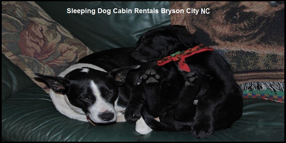 Sleeping Dog Cabin Rentals Bryson City 