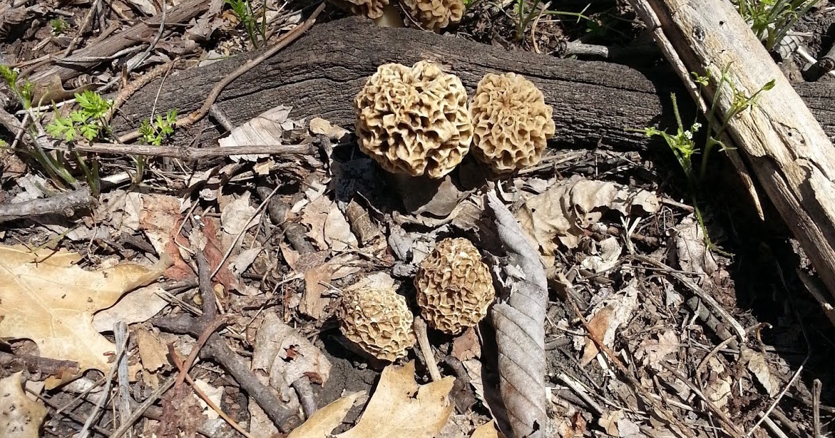 Mid Missouri Morels and Mushrooms A Long Cool Spring