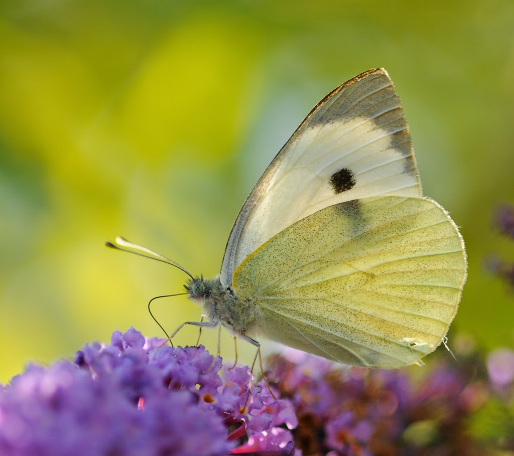 Species of UK Week 57 Small White Butterfly (‘Pieris rapae’)
