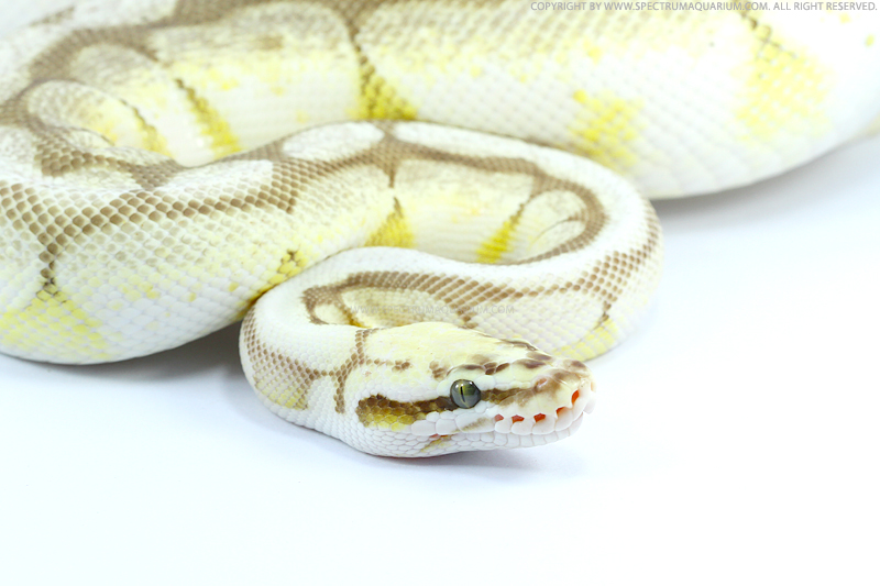 Queen Bee Python