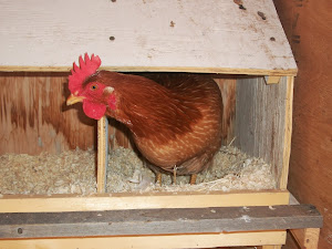 Rhode Island Red hen in nesting box