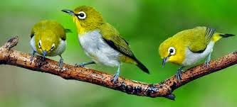 7 Jenis Pleci Terbaik Dan Macam Macam Pleci Zosterops