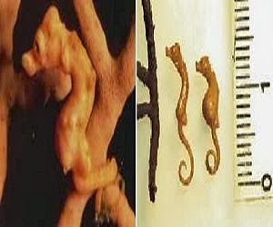 Hewan terkecil didunia Hewan terkecil didunia