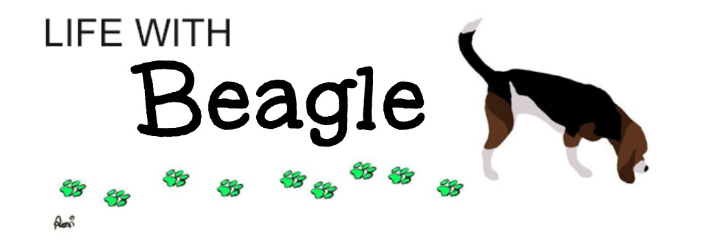Life With Beagle