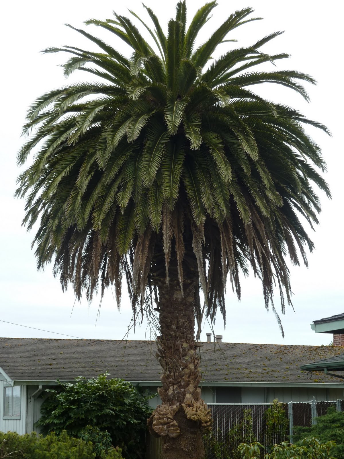 seniors walking across america DAY 50 SOUTH OF TRINIDAD TO ARCATA