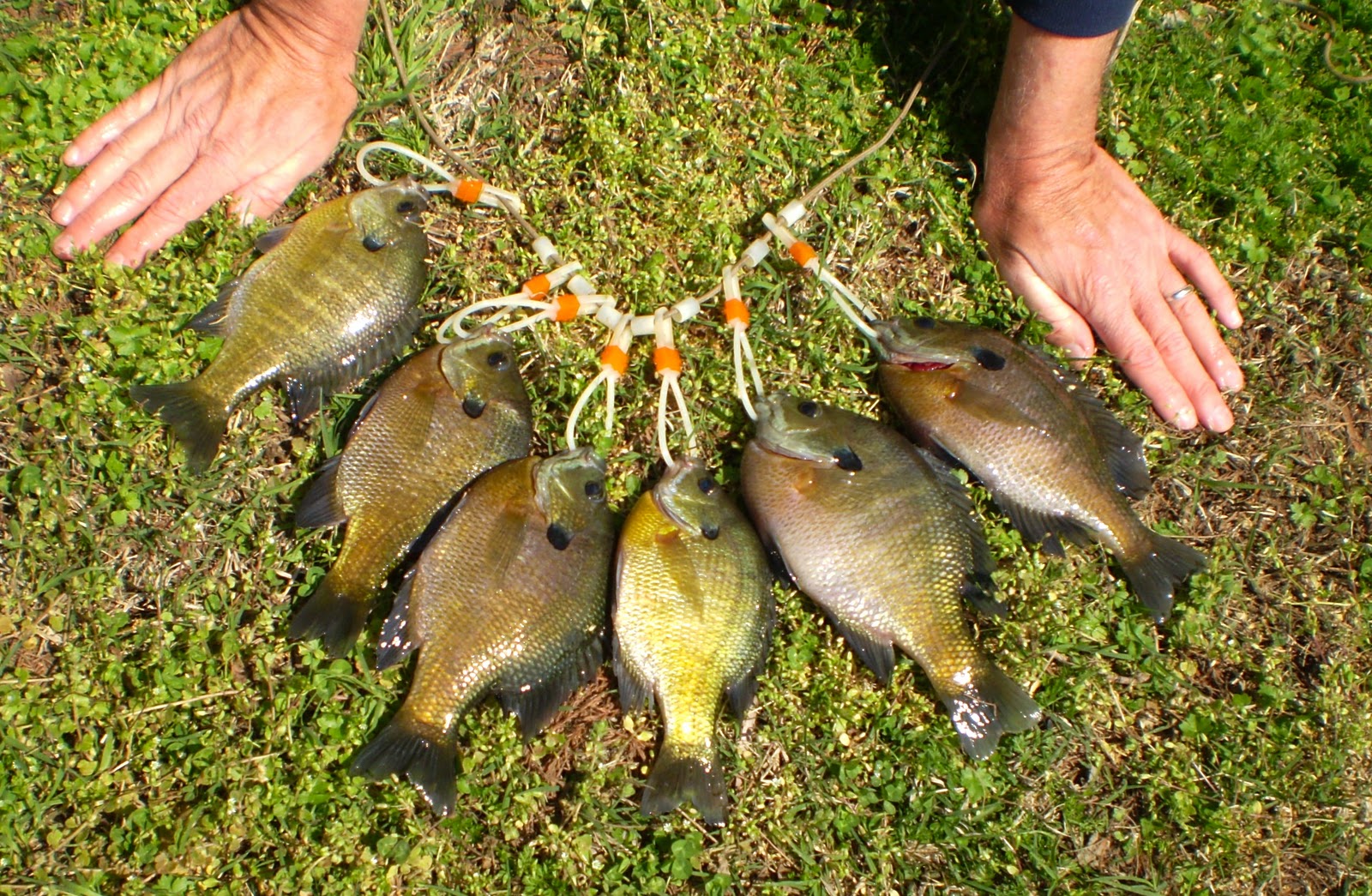 Fish Hard Lowcountry Horseshoe Lake Arkansas Fishing March 28, 2011