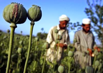 Tanaman Opium http://rejekiangka.blogspot.com/2014/05/tuhan-yang-menciptakan-manusia-yang.html