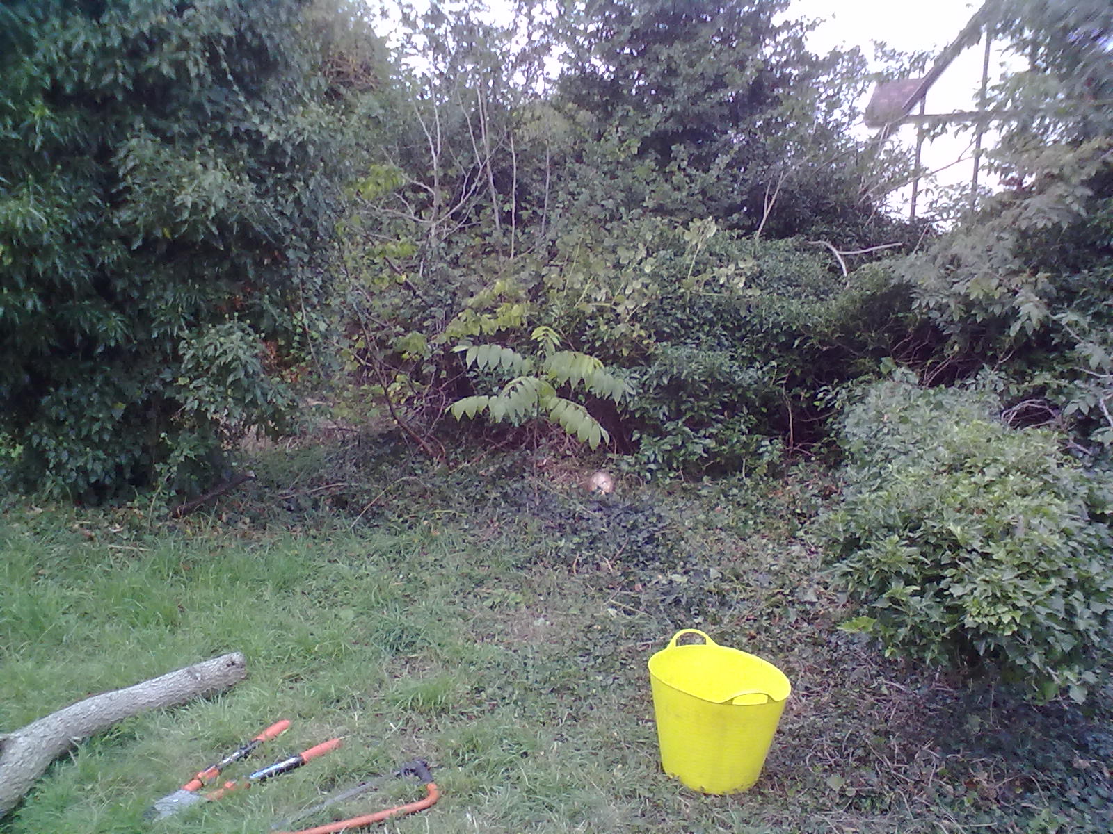 Rachel the Gardener Dead Elms how to remove them