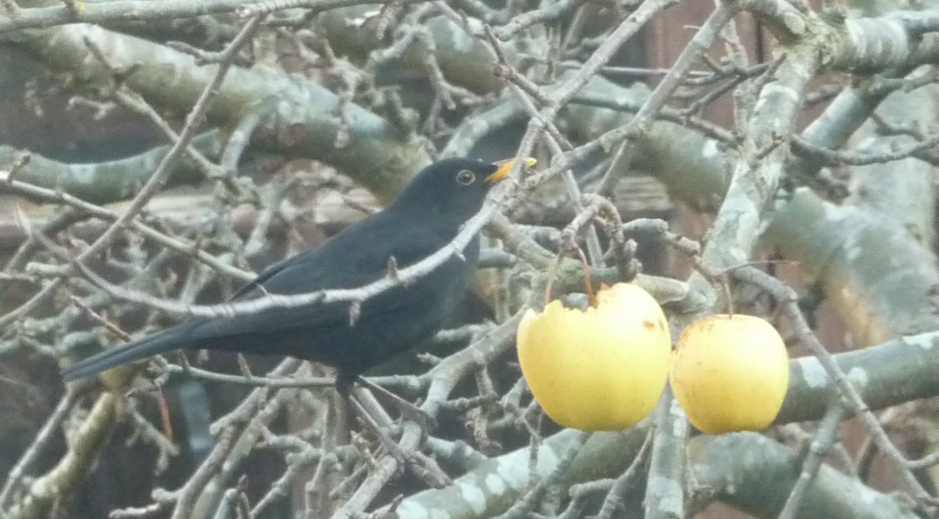 Winter Blackbird & apples