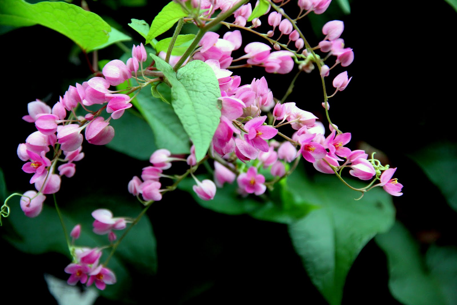 Singapore Plants Lover Coral vine