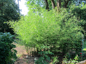 hardy bamboo, harty, bamboo, michigan, cold climate, type