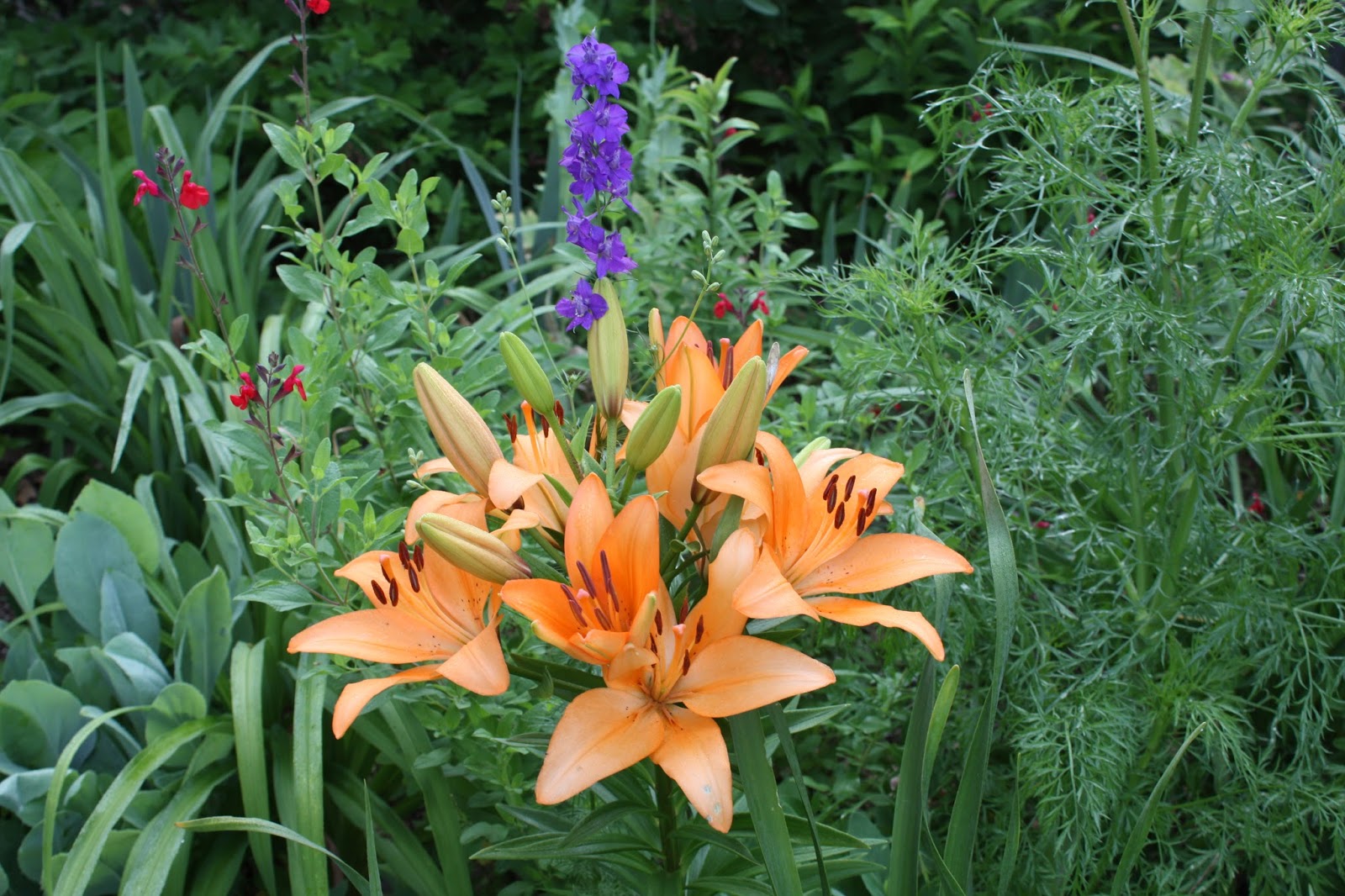 Divide Asiatic Lilies in the fall