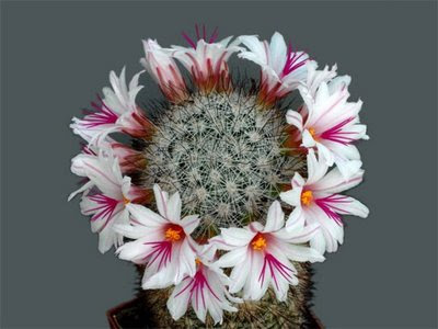 Cactus Flower