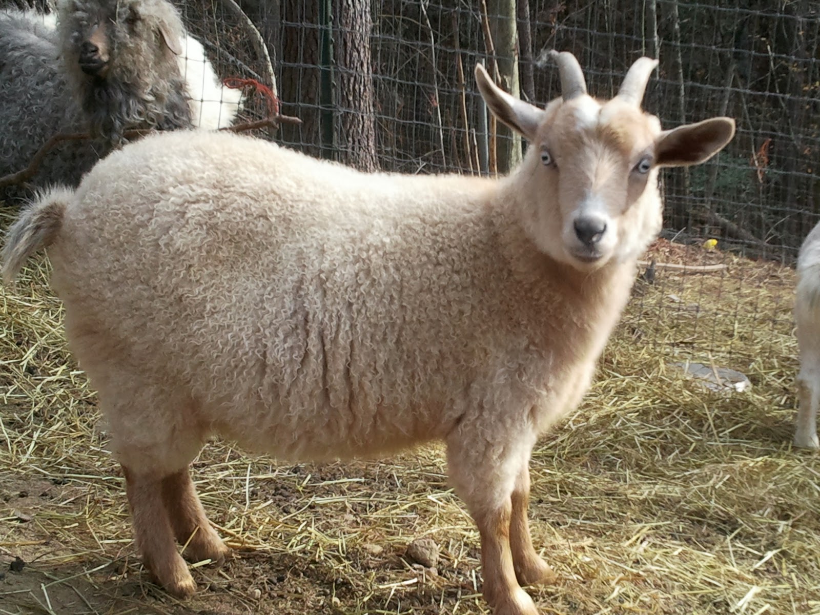 goat breeds for milk