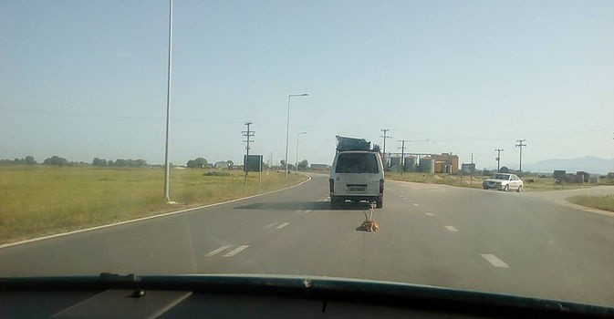 Συγκέντρωση υπογραφών για τη παραδειγματική τιμωρία του δράστη που έσερνε σκύλο στην άσφαλτο Συγκέντρωση υπογραφών για τη παραδειγματική τιμωρία του δράστη που έσερνε σκύλο στην άσφαλτο