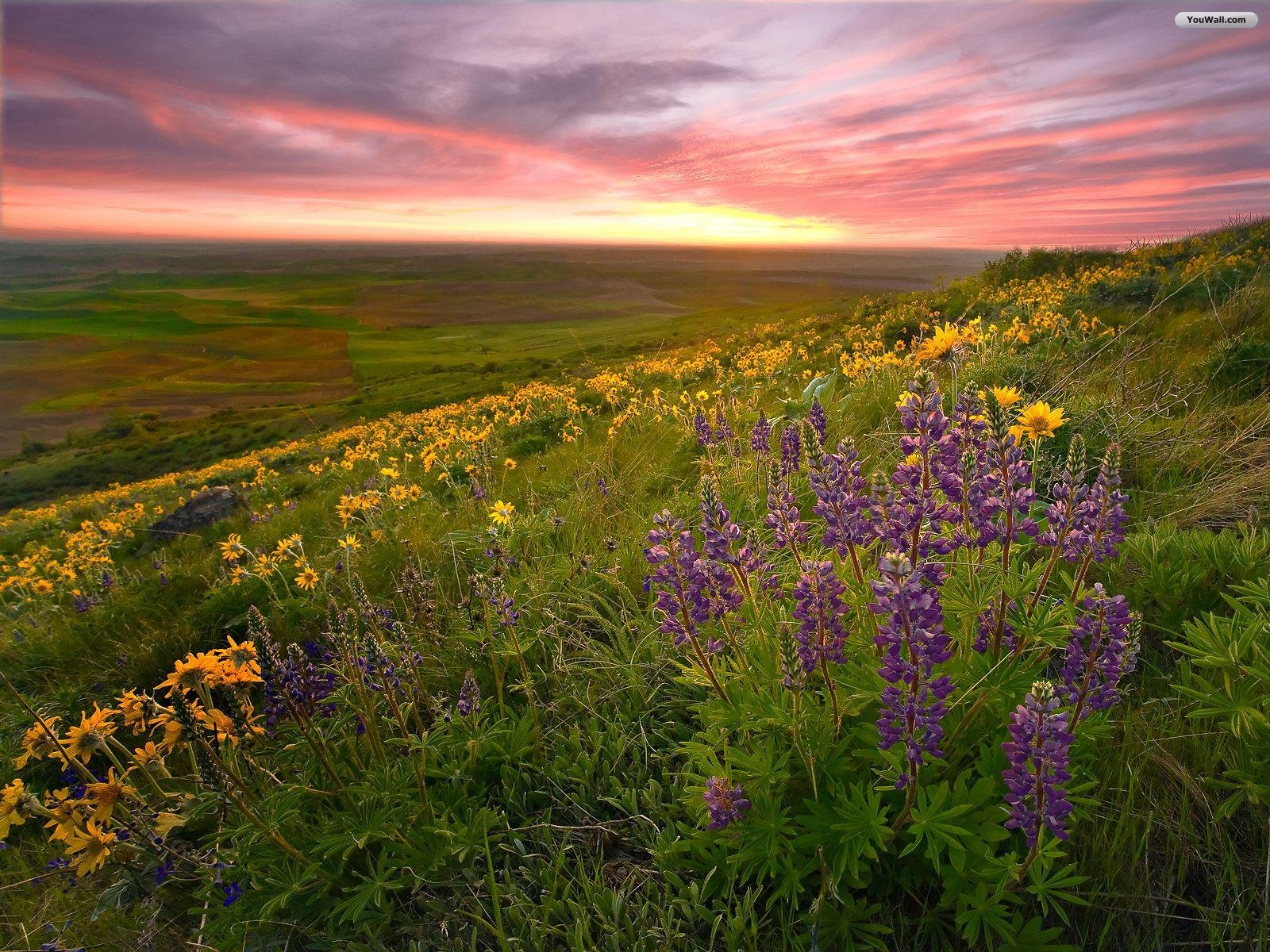 Green fields wallpaper Mobile wallpapers