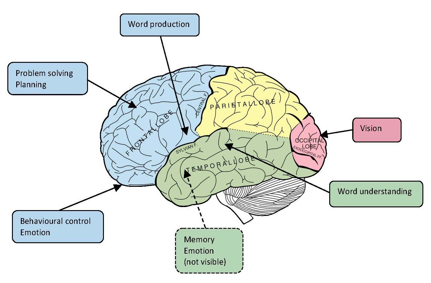 Brain Jack Image  Brain Diagram And Functions