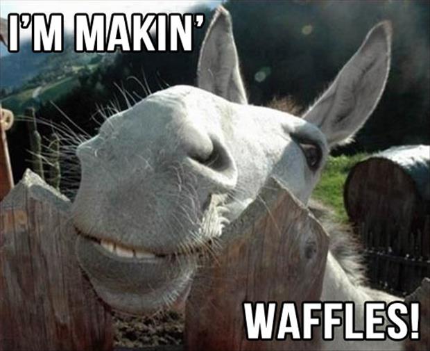 016-funny-animal-pictures-with-captions-013-donkey-making-waffles.jpg