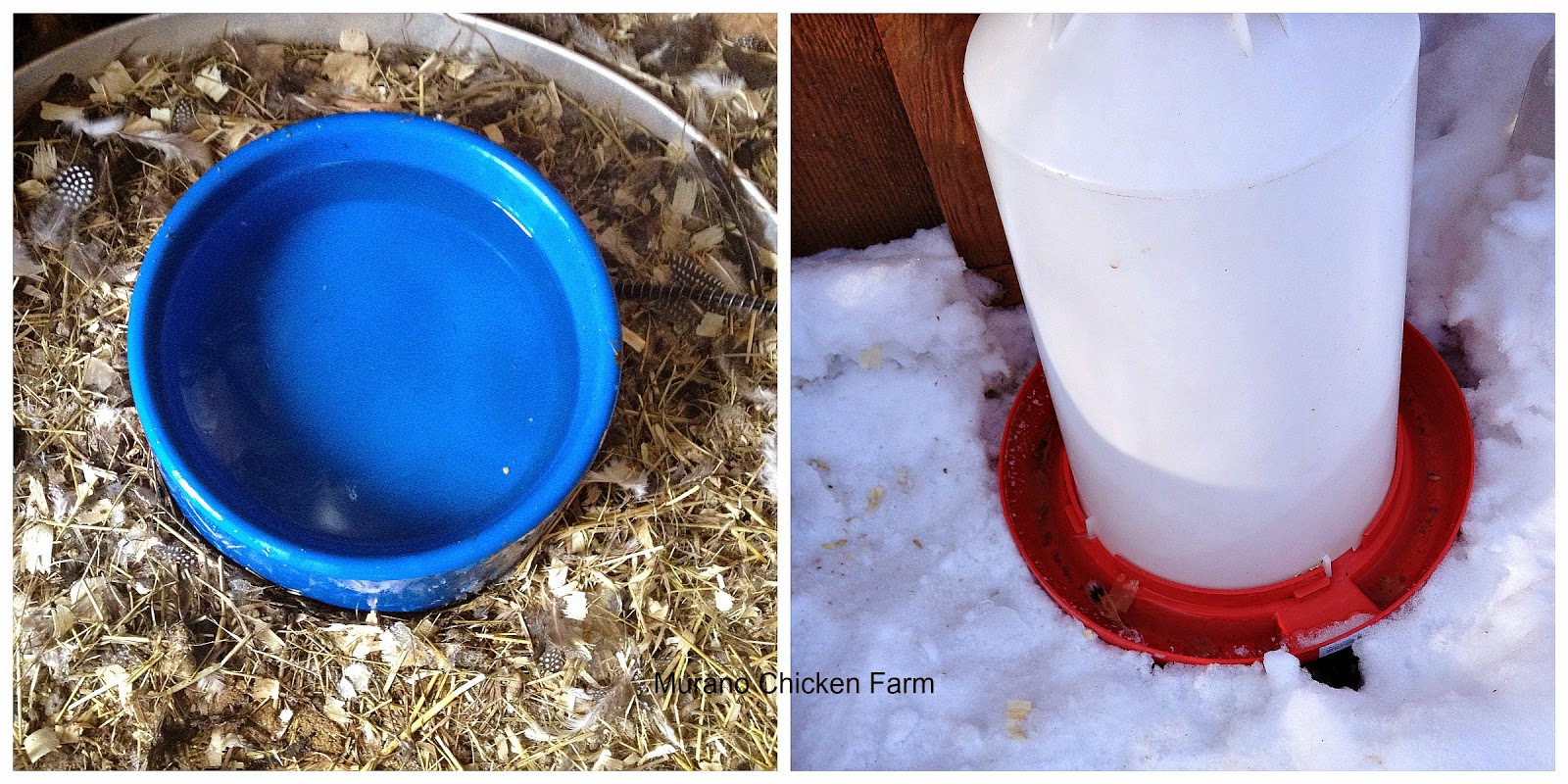 Murano Chicken Farm Getting your backyard chickens ready for winter