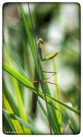 Mantis Religiosa