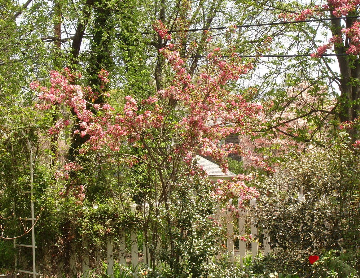 Pretty In Pink Trees That Please Nursery