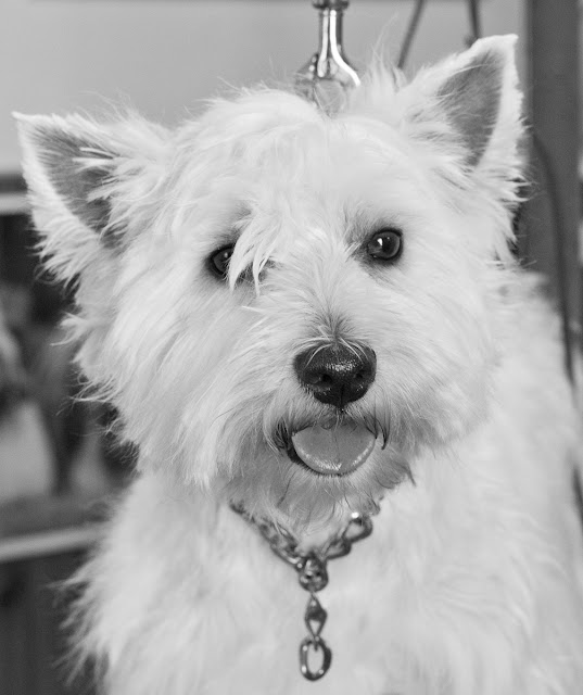 RIVIERA DOGS Wash and Brush Up Westie