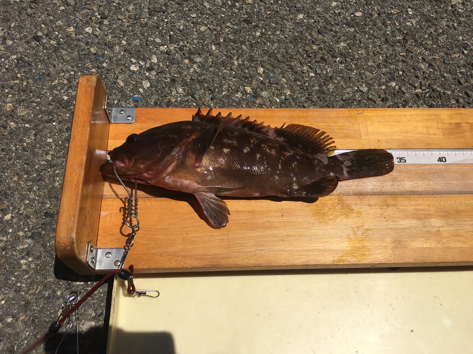 西野渡船釣果情報 8月 17