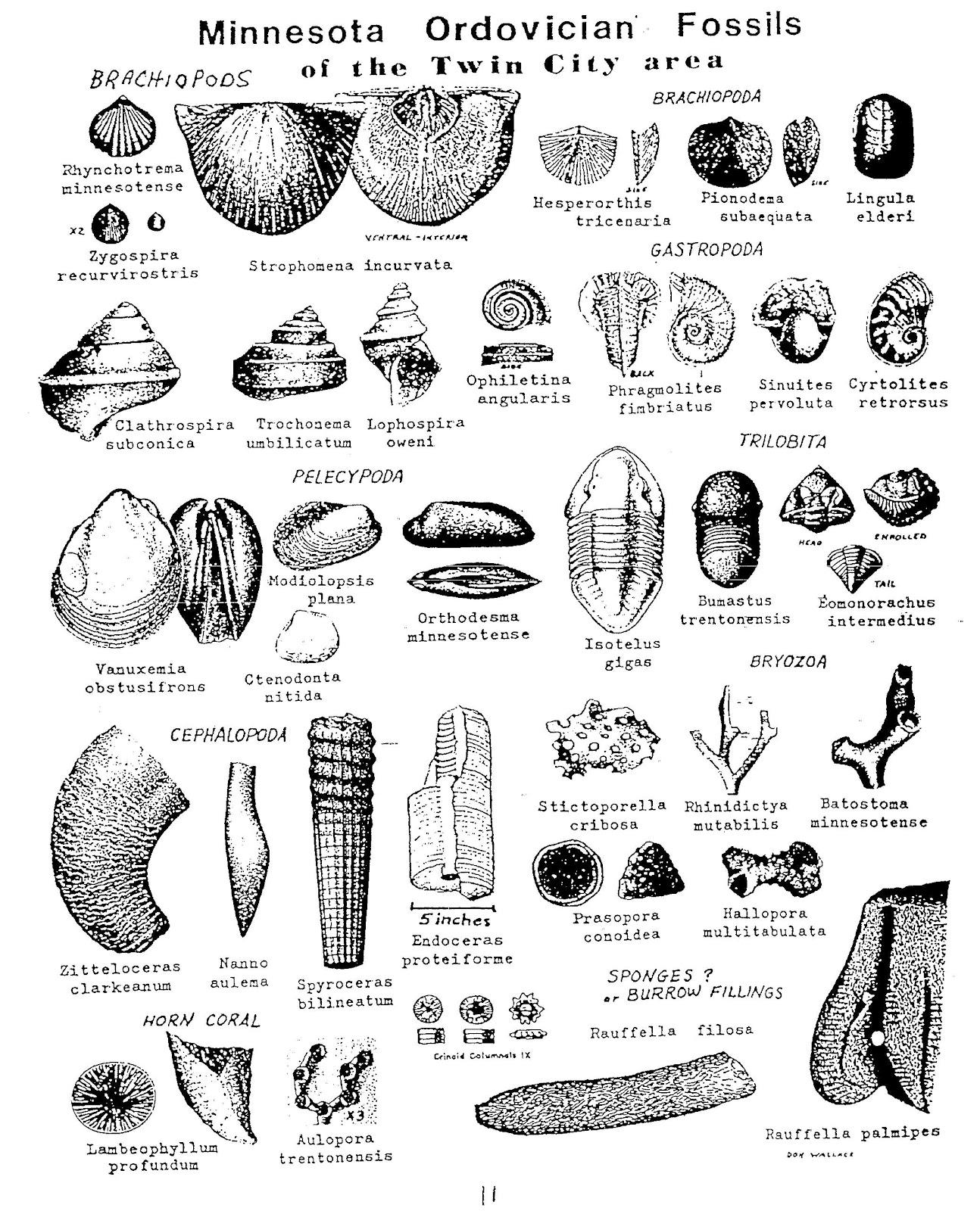fossils song mr parr fossils song mr parr