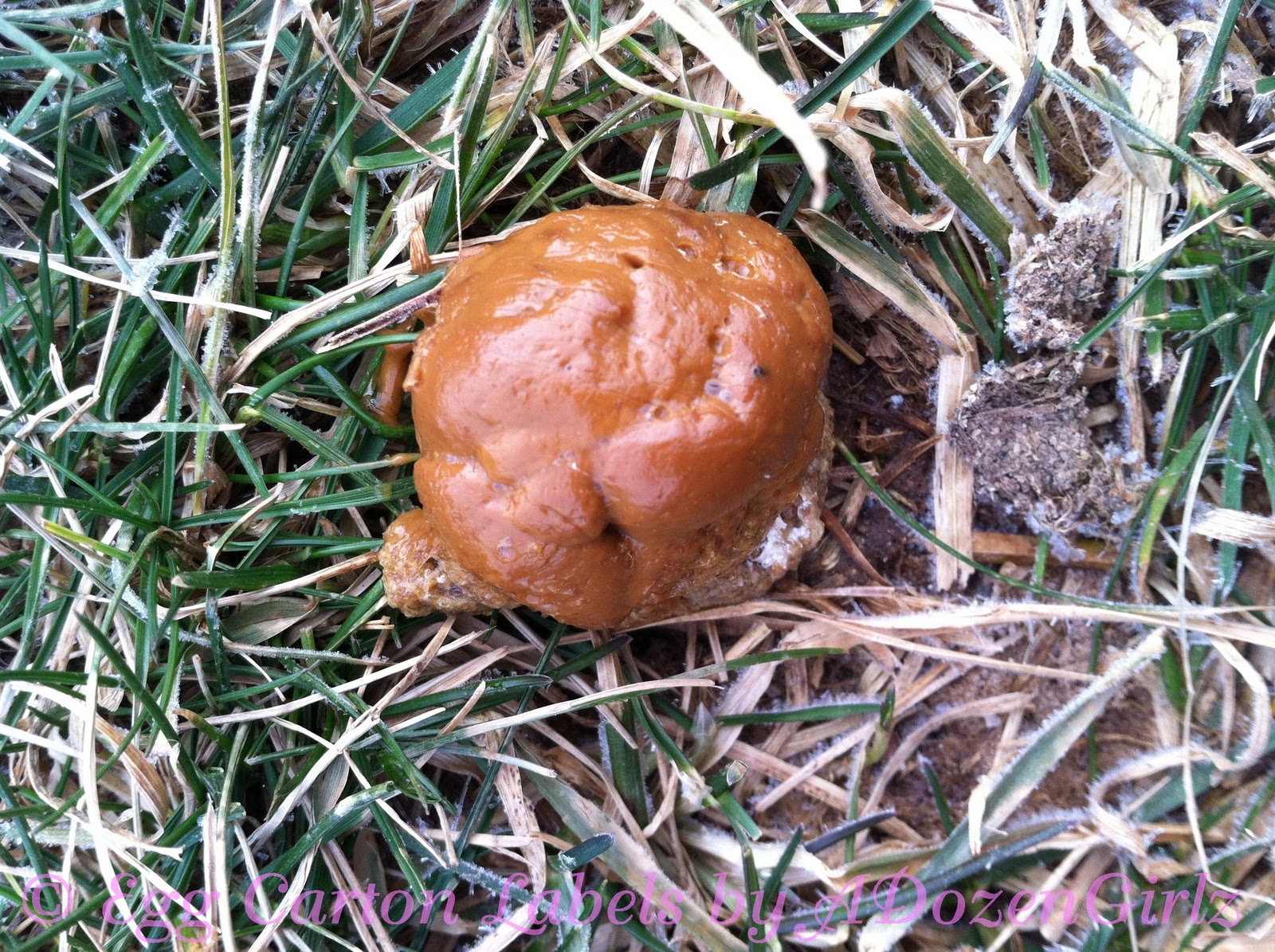 Normal chicken poop picture