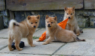 Finnish Spitz Puppy