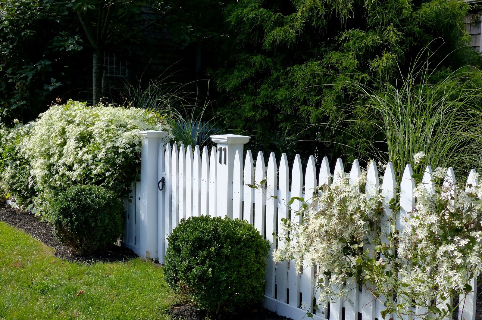 Bonsai Beginnings Kingsville Dwarf