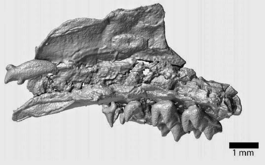 http://sciencythoughts.blogspot.co.uk/2014/10/mammal-remains-from-early-eocene-of_30.html