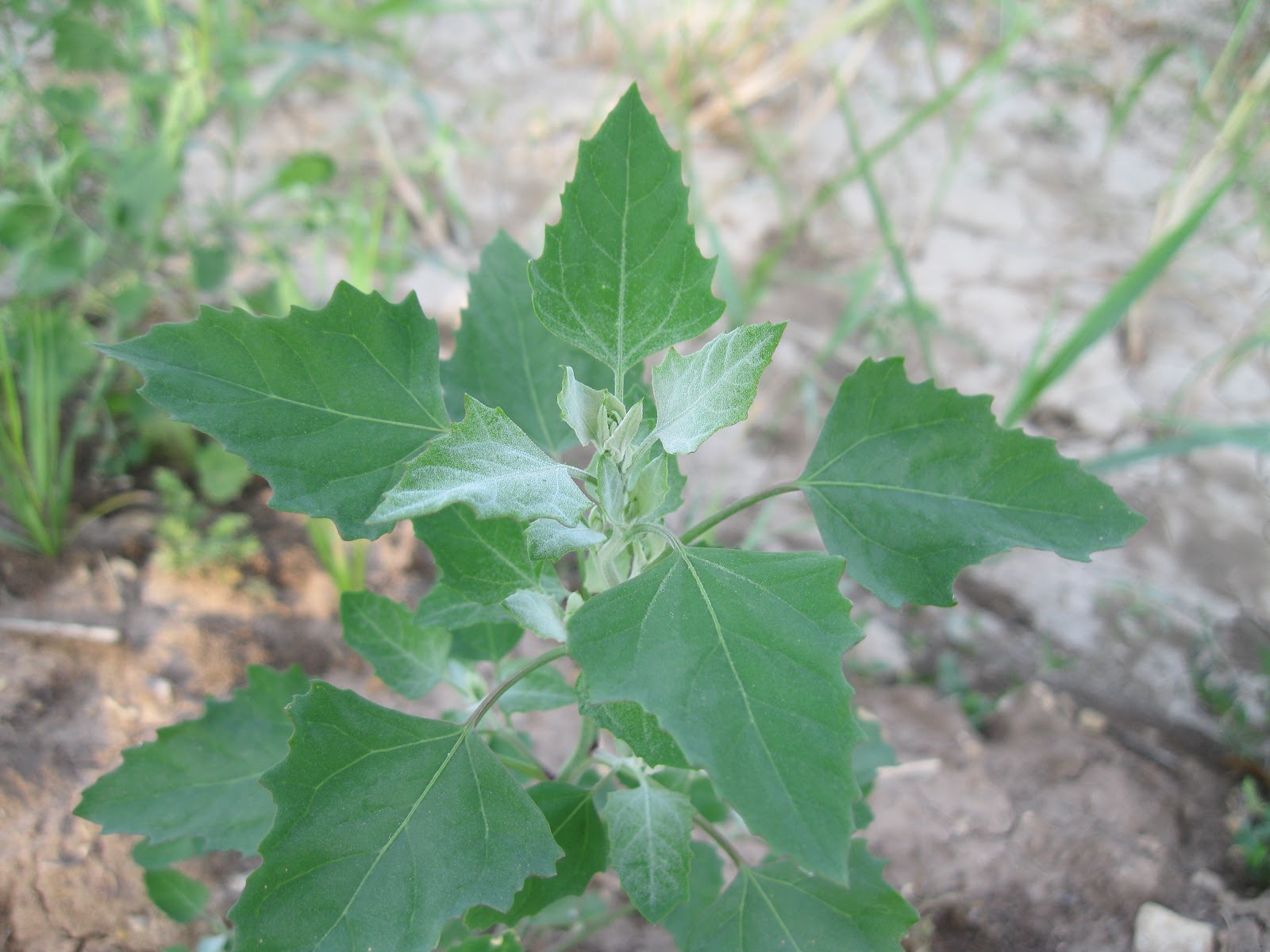 Wild Edible Texas Wild Spinach + Purslane