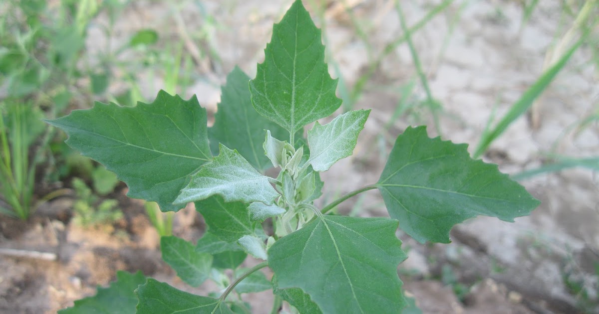 Wild Edible Texas Wild Spinach + Purslane
