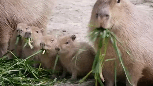 funny gifs, capybaras eating grass