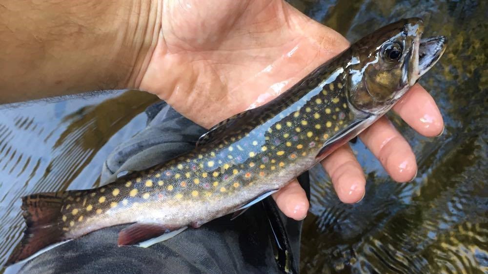 Ecology of Appalachia Salter Brook Trout in Southeastern Massachusetts