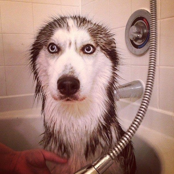 Adorable cats and dogs who really hate bath time (40 pics) Amazing