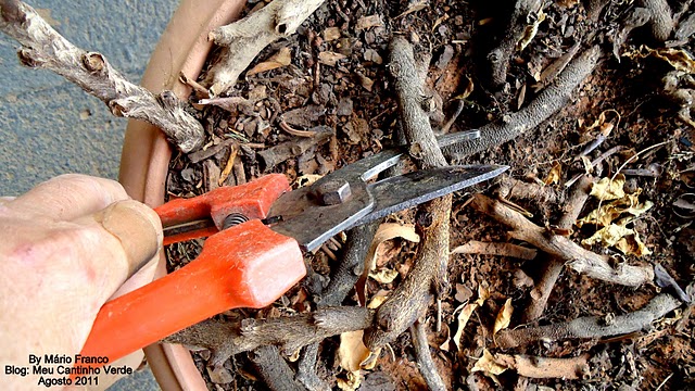 de renda portuguesa corte estacas com 6 a 8 gemas como fazer mudas de de renda portuguesa corte estacas com 6 a 8 gemas como fazer mudas de