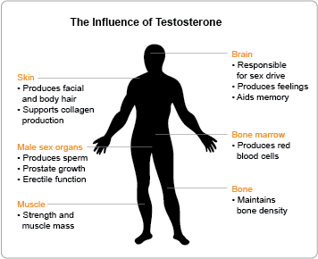 How to reduce testosterone levels in males