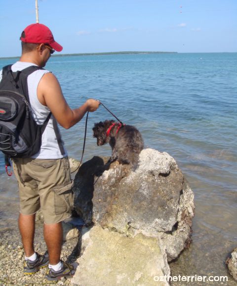 A young Oz the Terrier climbing the rocks bayside in the Florida Keys