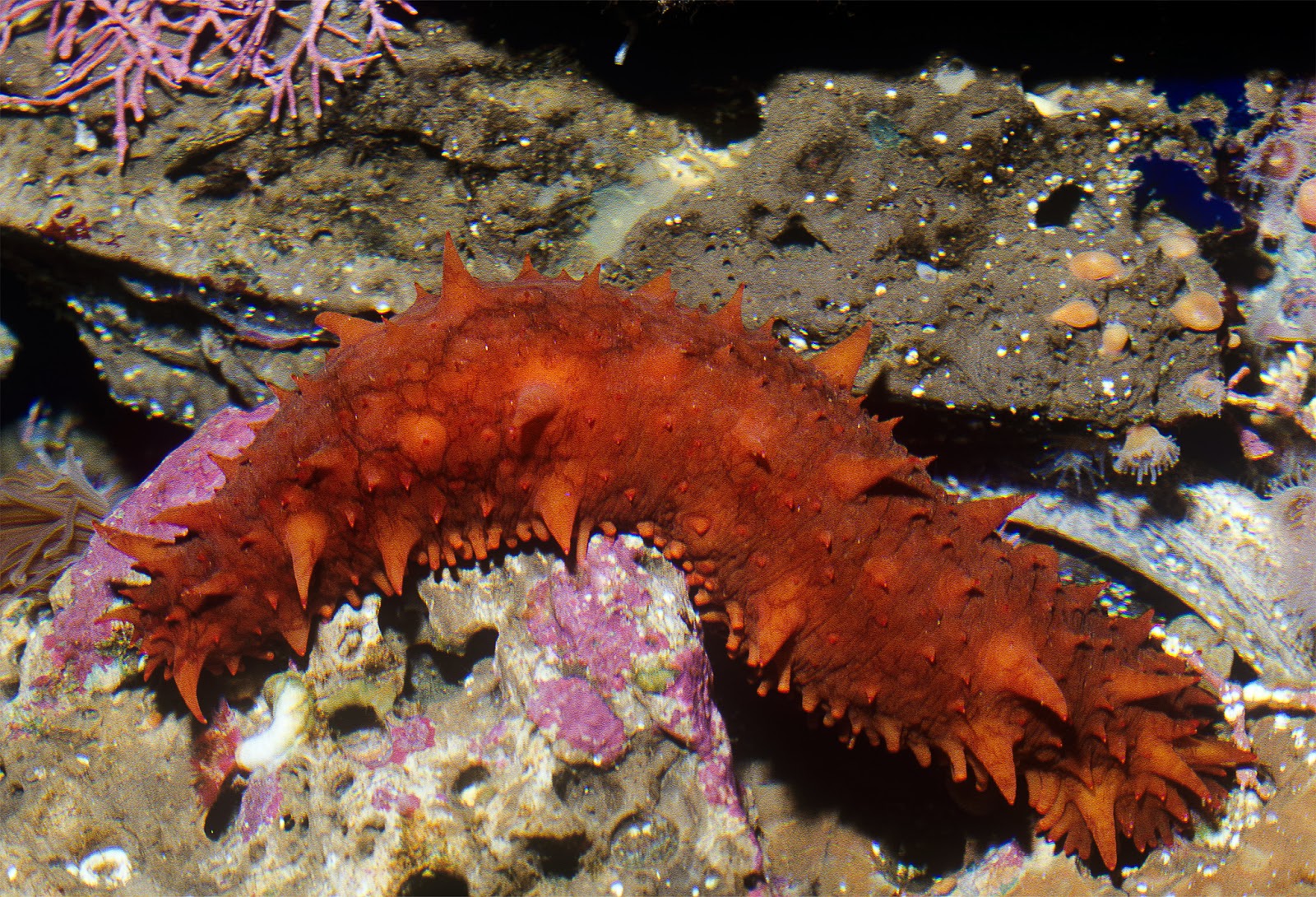 Beauty of Sea Cucumber Alfa Enterprises (PVT) Ltd. to Sri Lanka