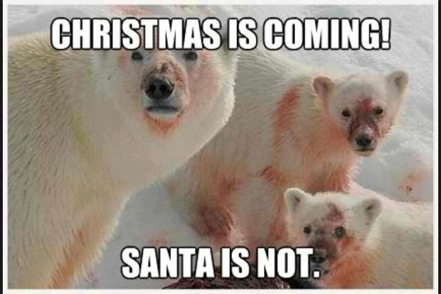 more-christmas-animal-pictures-3-9-1-4-5-7-8-0-4-3-2-1.png